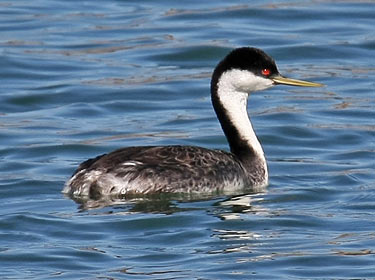 Western grebe image by Phil Swanson