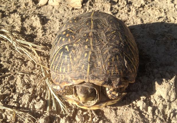 An ornate box turtle!! First one I've seen! Found this little guy on the canal road north of Scotts Bluff National Monument.