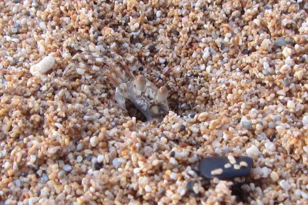 I had fun watching crabs come out of their sandy burrows. This little guy was about the size of a dime. Others we saw were closer to the size of softballs.